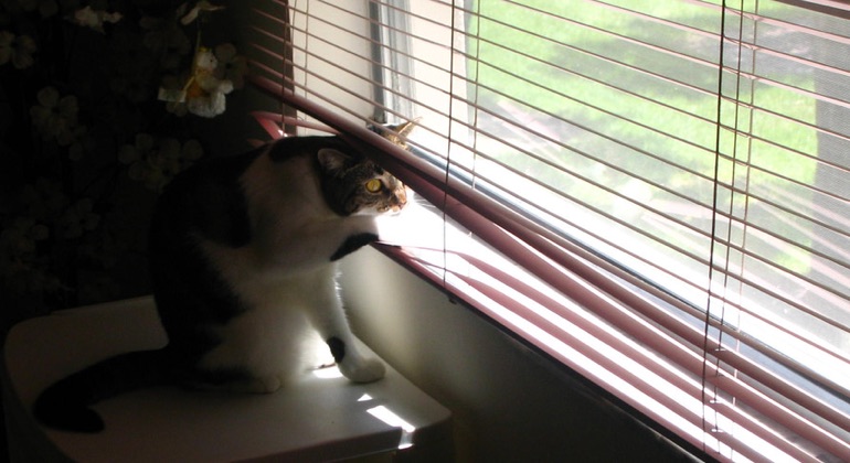 Cat looking through aluminum blinds in Minneapolis.